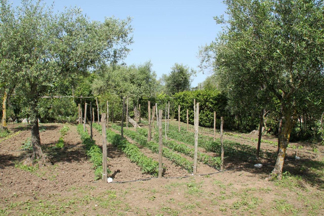Agriturismo Piccolo Paradiso Пьяно-ди-Сорренто Экстерьер фото